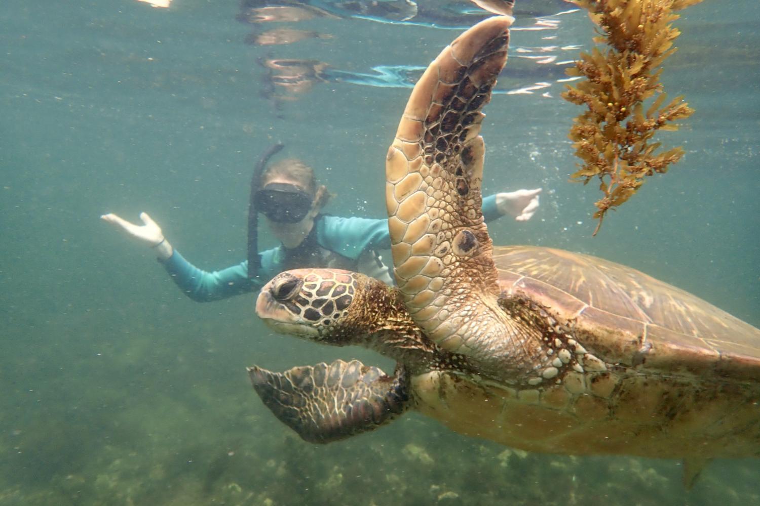 一名<a href='http://coe.kewlplaces.net'>bv伟德ios下载</a>学生在Galápagos群岛游学途中与一只巨龟游泳.